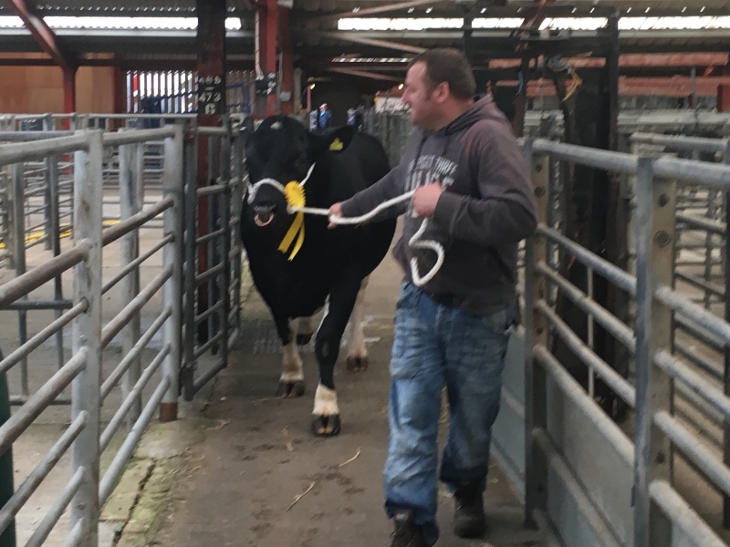 	New British Friesian bull to add to the Mounsey bank herd from miss m,e ford of raby hall farm merseyside , reared by mr WJ armour of the ANNANDALE heard