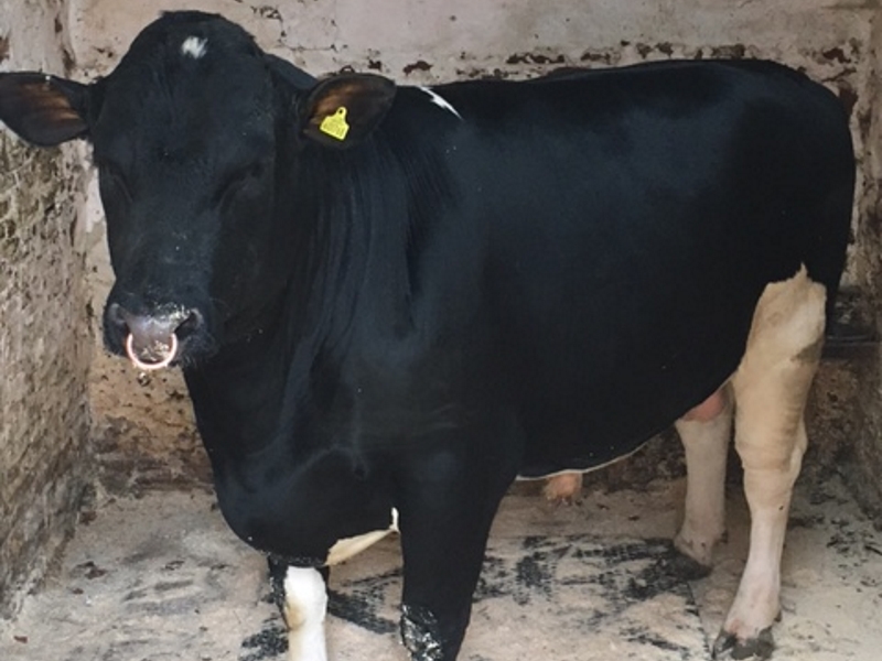 New British Friesian bull to add to the Mounsey bank herd from miss m,e ford of raby hall farm merseyside , reared by mr WJ armour of the ANNANDALE heard