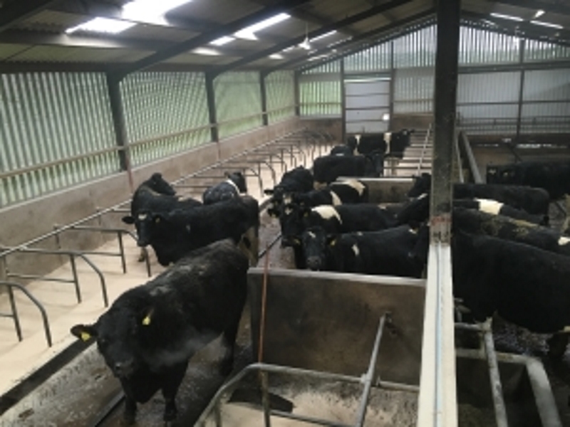 Our dry cow/in calf heifer shed, all in calf to our easy calving Angus bull, all heifers are in calf to him, only introduced to the black & white into the 1st lactation.