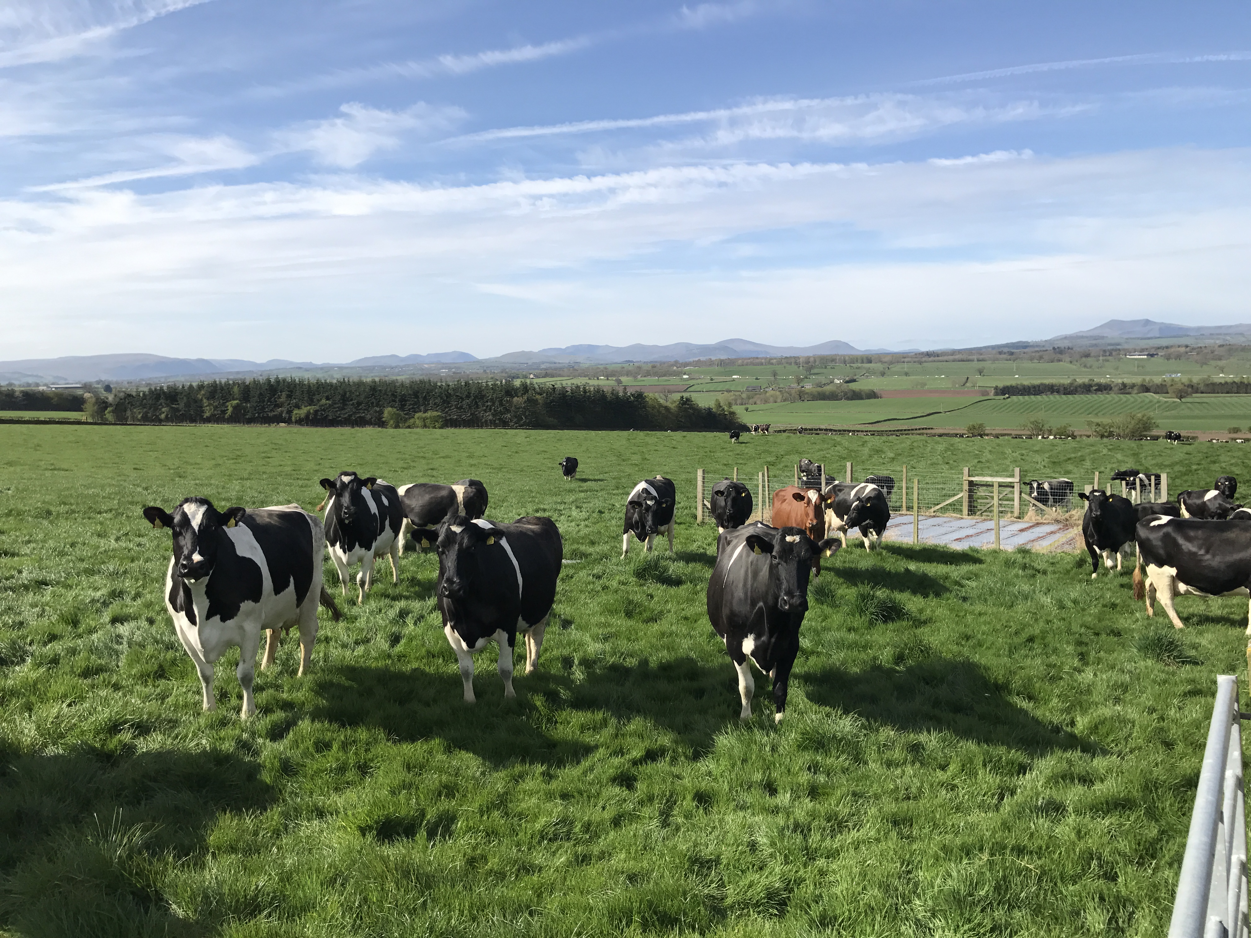 turnout time for the 2017 season happy cows = healthy cows