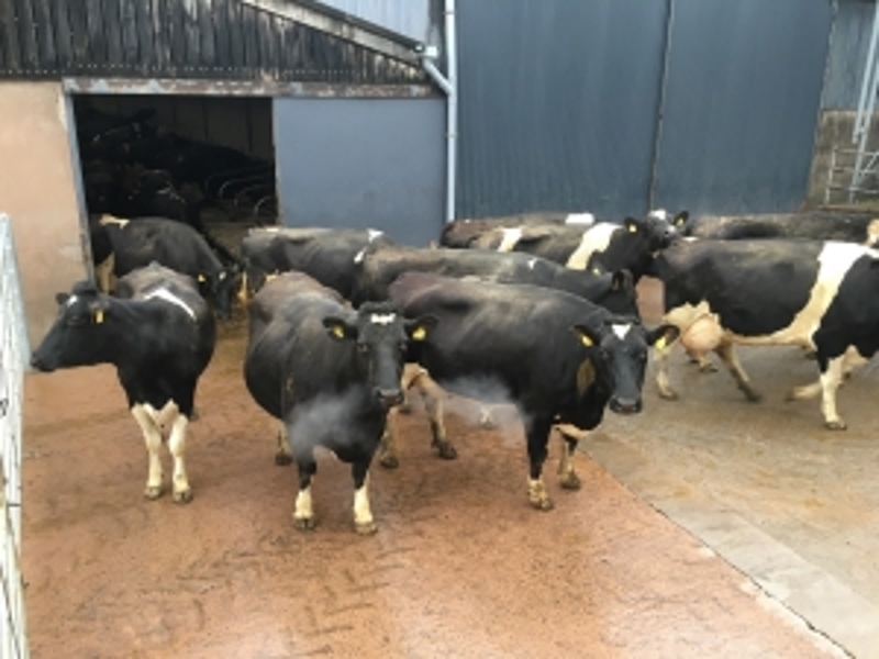 A few of our dairy cows making there way into the parlour, milking is twice a day, we feed in the parlour also as we feel this gives us first hand monitoring to heard health and warns of any early signs of ill health.