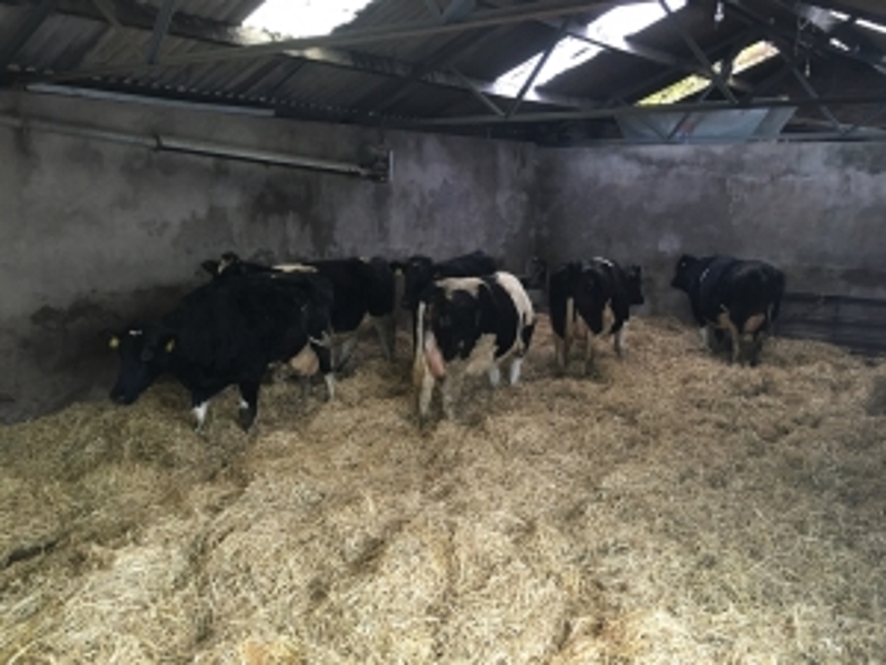Our maternity wing, all in calf heifers / cows come into here up to two weeks before calving, they receive the same feed ration as the milking herd to ease the transaction into the cubical shed once calved.